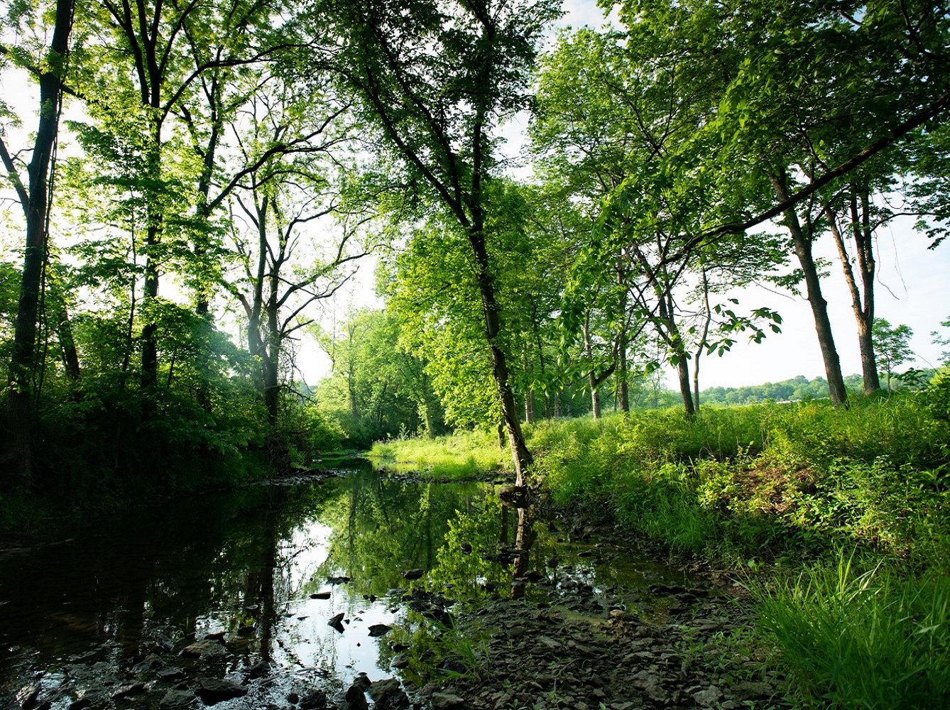 Kill Creek at Hidden Timber Farm horse pasture boarding